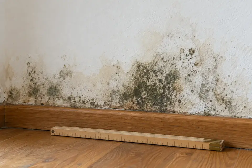 Dark mold along the bottom of a painted wall above the baseboard